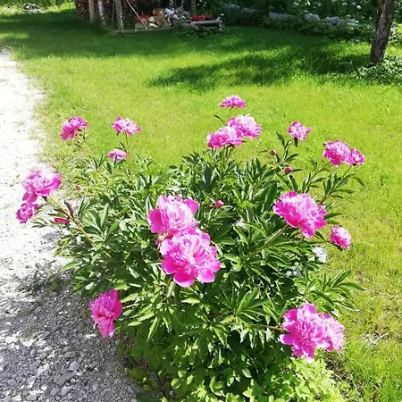 Traditional House With The Sauna And Free Parking Holiday home Sagadi
